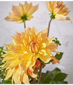 Dehner Premium Dahlie 14 Dehner Premium Dahlie -Gartenbedarf Verkäufe 2024 8822462 PR DE 062 DahlienPremiumT26UveSauer