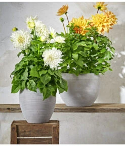 Dehner Premium Dahlie 17 Dehner Premium Dahlie -Gartenbedarf Verkäufe 2024 8822462 PR MO 004 DahlienPremiumT26UveSauer