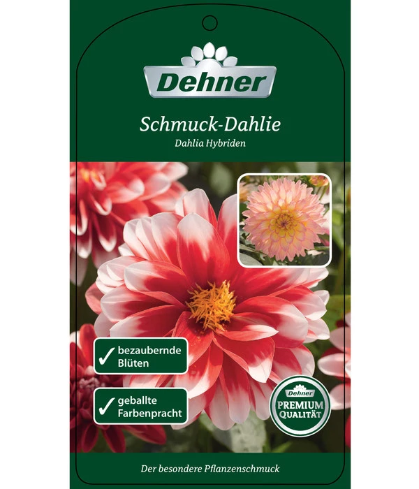 Dehner Premium Dahlie 10 Dehner Premium Dahlie – Bild 8