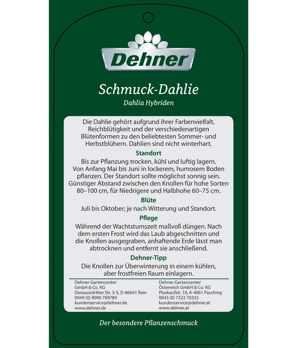 Dehner Premium Dahlie 11 Dehner Premium Dahlie – Bild 9