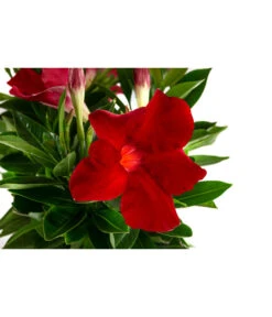 Dipladenie, Ampel -Gartenbedarf Verkäufe 2024 8822827 WE DE 001 DipladenieT14