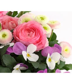 Pflanzen-Trio Frühjahr In Pastell -Gartenbedarf Verkäufe 2024 8823031 WE DE 001 FruehjahrRosaT17