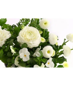 Pflanzen-Trio Frühling In Weiß -Gartenbedarf Verkäufe 2024 8823049 PR DE 001 FruehlingstrioWeissDehnerExpressHerzig