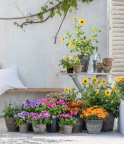 Bauernorchidee 15 Bauernorchidee -Gartenbedarf Verkäufe 2024 8823122 WE MO 001 HelianthusT14