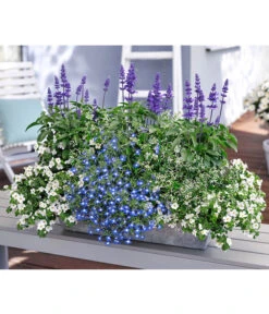 Männertreu 'Blue Eye' -Gartenbedarf Verkäufe 2024 8823155 8809592 8826190 8815649 PR MO 001 SalviaBacopaSuteraLobeliaEuphorbiaBalkonkastenRenner