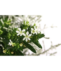 Pflanzen-Duo Herbstbrise, Verschiedene Sorten -Gartenbedarf Verkäufe 2024 8823833 WE DE 001 GitterkrautKoecherbluemchenMixWeiss