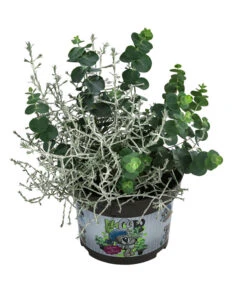 Pflanzen-Duo Herbstfrische