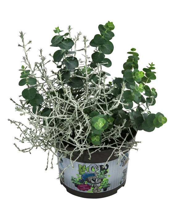 Pflanzen-Duo Herbstfrische 2 Pflanzen-Duo Herbstfrische