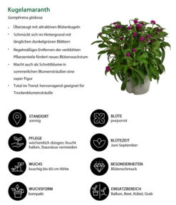 Kugelamaranth -Gartenbedarf Verkäufe 2024 8824013 WE IG 001 Kugelamaranth