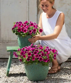 Hängepetunie 'Picotee' -Gartenbedarf Verkäufe 2024 8824021 4273900 4273918 4273934 WE MO 001 HaengepetuniePicoteeT12 CrossSellTeaser