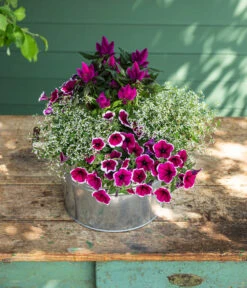 Federbusch 'Venezuela' -Gartenbedarf Verkäufe 2024 8824021 8810657 WE MO 002 PetuniePicoteeMinihaengepetuniet12 Onlineshop 2022 KW29 02