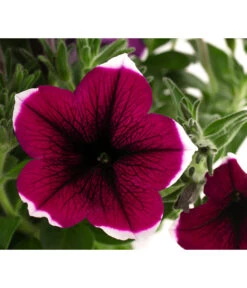 Hängepetunie 'Picotee' -Gartenbedarf Verkäufe 2024 8824021 WE DE 003 HaengepetuniePICOTEET12