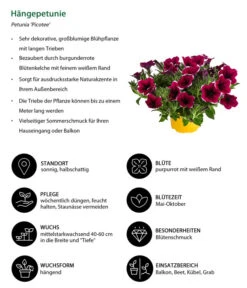 Hängepetunie 'Picotee' -Gartenbedarf Verkäufe 2024 8824021 WE IG 001 Haengepetunie