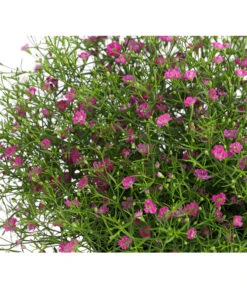 Mauer-Schleierkraut 13 Mauer-Schleierkraut -Gartenbedarf Verkäufe 2024 8824047 WE DE 002 GypsophyllaSchleierkrautT13 DehnerExpressHerzig