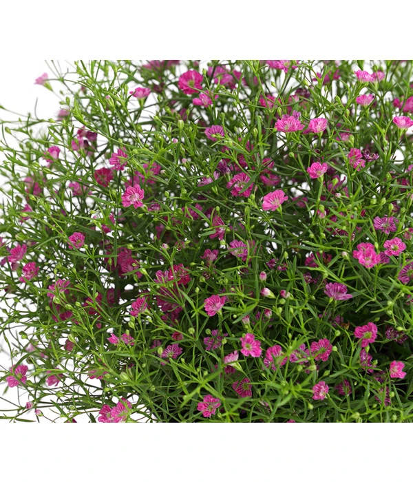 Mauer-Schleierkraut 8 Mauer-Schleierkraut – Bild 6