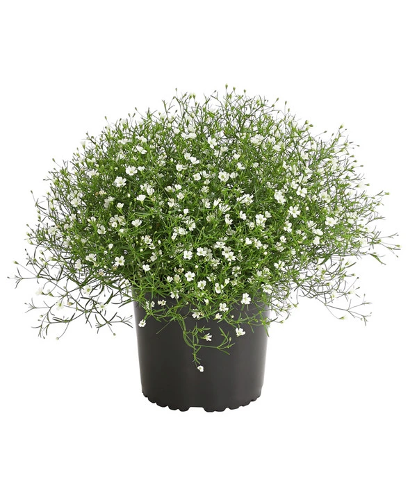 Mauer-Schleierkraut 3 Mauer-Schleierkraut