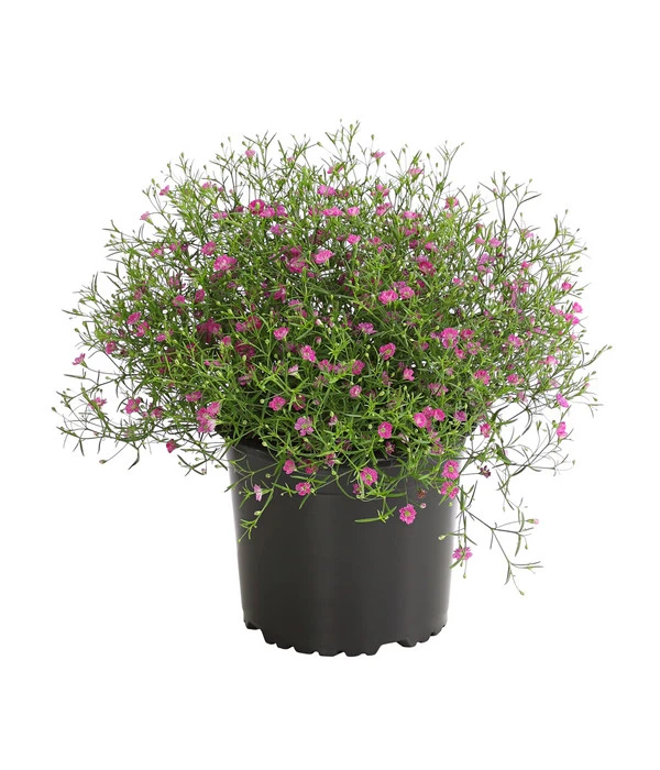 Mauer-Schleierkraut 4 Mauer-Schleierkraut – Bild 2