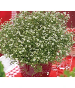 Mauer-Schleierkraut 11 Mauer-Schleierkraut -Gartenbedarf Verkäufe 2024 8824047 WE MO 001 GypsophilaMuralisFleurWhiteFlorensis