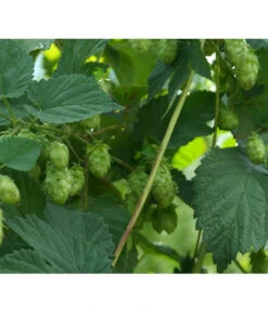 Echter Hopfen -Gartenbedarf Verkäufe 2024 8824245 WE DE 001 HumulusLupulusHopfenPixabay