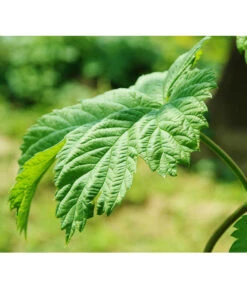 Echter Hopfen -Gartenbedarf Verkäufe 2024 8824245 WE DE 003 HumulusLupulusHopfenPixabay