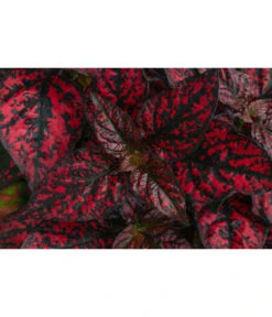 Punktblume 'Hippo', Verschiedene Sorten -Gartenbedarf Verkäufe 2024 8824252 WE DE 001 HippoMixT12