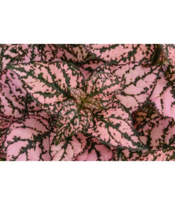 Punktblume 'Hippo', Verschiedene Sorten -Gartenbedarf Verkäufe 2024 8824252 WE DE 002 HippoMixT12