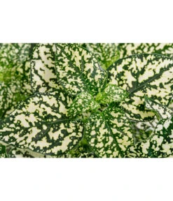 Punktblume 'Hippo', Verschiedene Sorten -Gartenbedarf Verkäufe 2024 8824252 WE DE 003 HippoMixT12