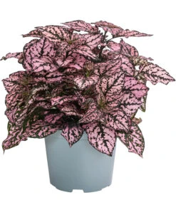 Punktblume 'Hippo', Verschiedene Sorten -Gartenbedarf Verkäufe 2024 8824252 WE FS 002 HippoMixT12