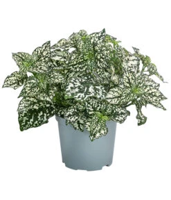 Punktblume 'Hippo', Verschiedene Sorten -Gartenbedarf Verkäufe 2024 8824252 WE FS 003 HippoMixT12