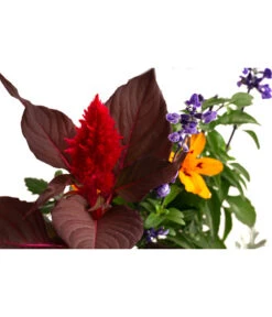 Pflanzen-Quartett Sunset -Gartenbedarf Verkäufe 2024 8824351 WE DE 001 SommerMixT11