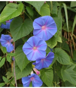 Prunkwinde 14 Prunkwinde -Gartenbedarf Verkäufe 2024 8824674 WE DE 001 IpomoeaTricolorSirsch