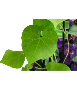 Prunkwinde 13 Prunkwinde -Gartenbedarf Verkäufe 2024 8824674 WE DE 001 PrunkwindeIpomoeaTricolorT13