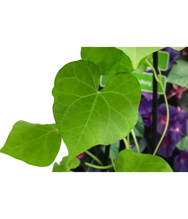 Prunkwinde 7 Prunkwinde – Bild 5