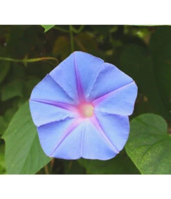 Prunkwinde 15 Prunkwinde -Gartenbedarf Verkäufe 2024 8824674 WE DE 003 IpomoeaTricolorSirsch