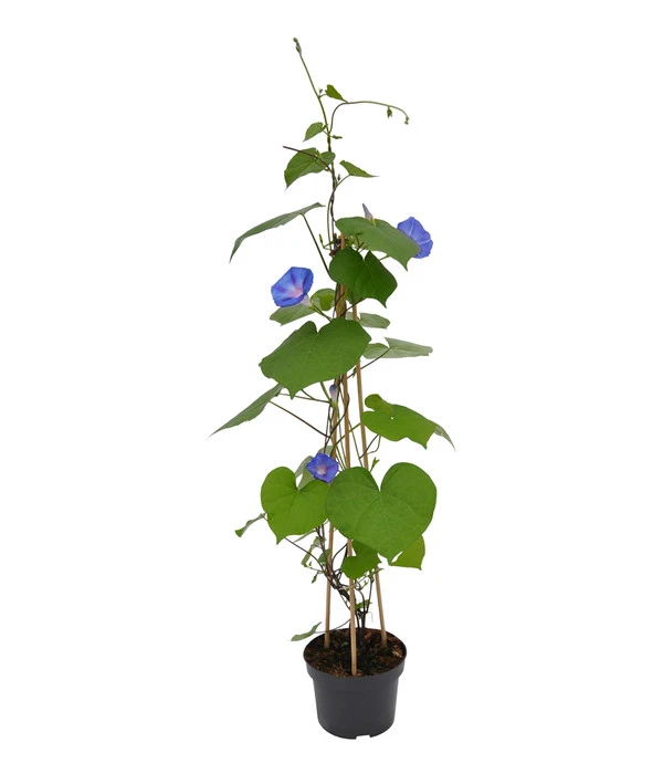 Prunkwinde 3 Prunkwinde