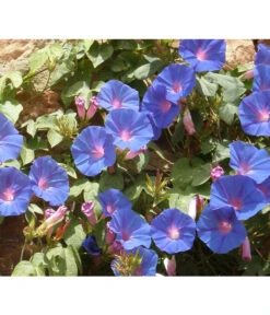 Prunkwinde 12 Prunkwinde -Gartenbedarf Verkäufe 2024 8824674 WE MO 001 IpomoeaTricolorPixabay