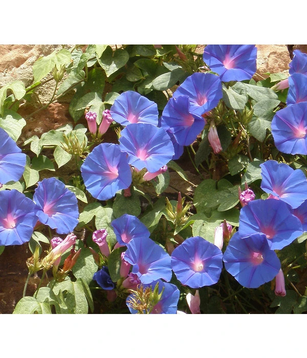 Prunkwinde 6 Prunkwinde – Bild 4