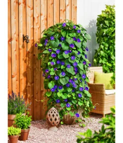 Prunkwinde 11 Prunkwinde -Gartenbedarf Verkäufe 2024 8824674 WE MO 001 PrunkwindeIpomeaTricolorT13