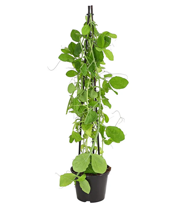 Duftwicke 3 Duftwicke