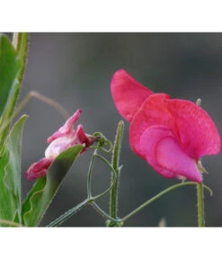 Duftwicke 9 Duftwicke -Gartenbedarf Verkäufe 2024 8824914 WE DE 002 LathyrusOdoratusRotPixabay