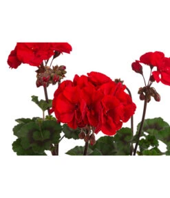 Stehende Geranie 'Tumbao®' 5 Stehende Geranie 'Tumbao®' -Gartenbedarf Verkäufe 2024 8825002 WE DE 001 GeranieTumbaoT13P