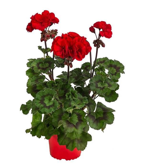Stehende Geranie 'Tumbao®' 3 Stehende Geranie 'Tumbao®'
