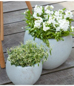 Levkoje, Verschiedene Sorten -Gartenbedarf Verkäufe 2024 8826083 8823155 PR MO 001 LevkojeMatthiolaEuphorbiaDiamondFrostZauberschneeOlafSzcepaniak