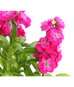 Levkoje, Verschiedene Sorten -Gartenbedarf Verkäufe 2024 8826083 WE DE 001 MatthiolaLevkojeDehnerExpressHerzig