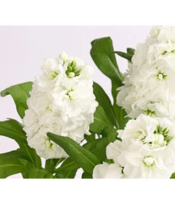 Levkoje, Verschiedene Sorten -Gartenbedarf Verkäufe 2024 8826083 WE DE 002 MatthiolaLevkojeDehnerExpressHerzig