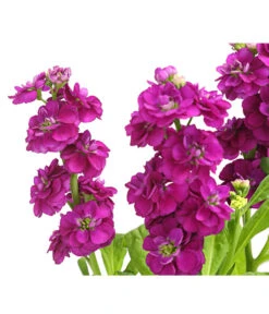 Levkoje, Verschiedene Sorten -Gartenbedarf Verkäufe 2024 8826083 WE DE 003 MatthiolaLevkojeDehnerExpressHerzig