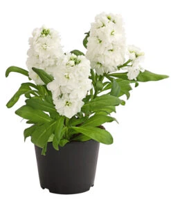 Levkoje, Verschiedene Sorten -Gartenbedarf Verkäufe 2024 8826083 WE FS 002 MatthiolaLevkojeDehnerExpressHerzig