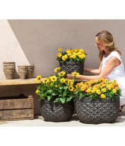 Studentenblume, Verschiedene Farben 21 Studentenblume, Verschiedene Farben -Gartenbedarf Verkäufe 2024 8826323 8807091 8819146 8516635 WE MO 001 Studentenblume