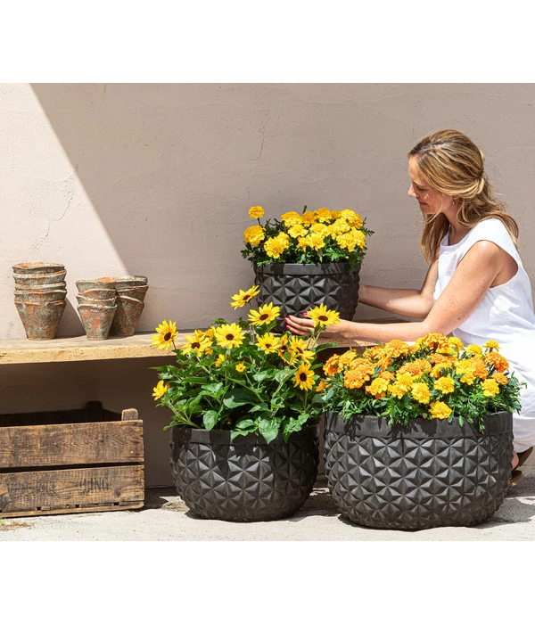 Studentenblume, Verschiedene Farben 9 Studentenblume, Verschiedene Farben – Bild 7