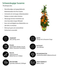 Schwarzäugige Susanne -Gartenbedarf Verkäufe 2024 8826505 WE IG 001 ThunbergiaOrangeT13